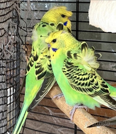 Pappagallini HOGOROMO