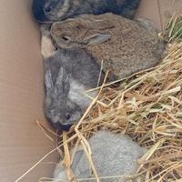 Conigli da allevamento