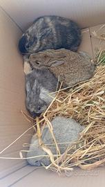 Conigli da allevamento