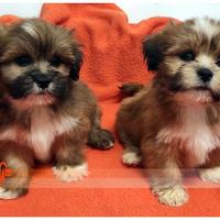 Cuccioli di LHASA APSO
