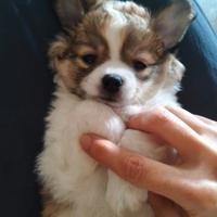 Chihuahua maschio pedigree