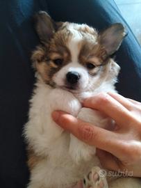 Chihuahua maschio pedigree