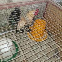 Gallo americano