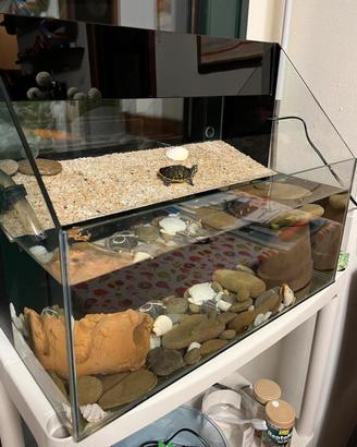 Acquario per tartarughe o pesci