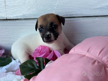 Jack Russell