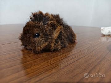 Cavia