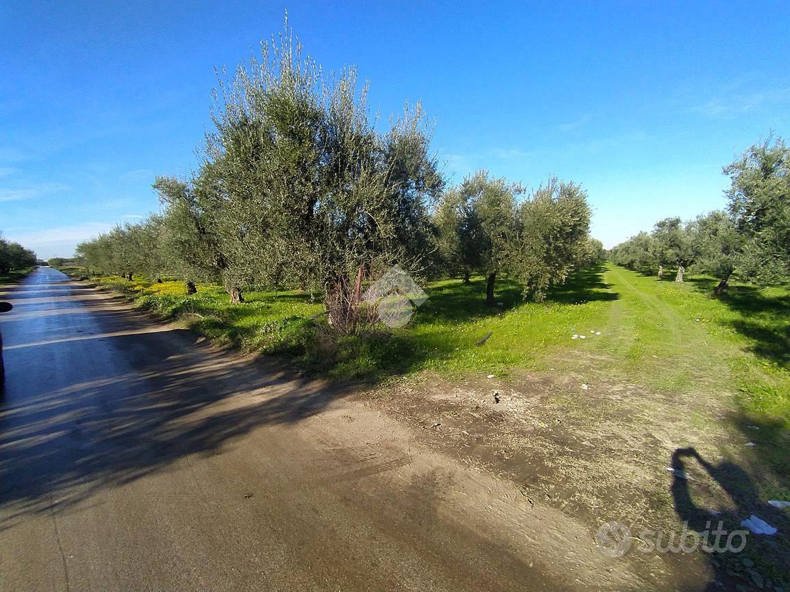TER. AGRICOLO A CERIGNOLA - Vista 4