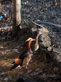 Coppia anatre mandarine