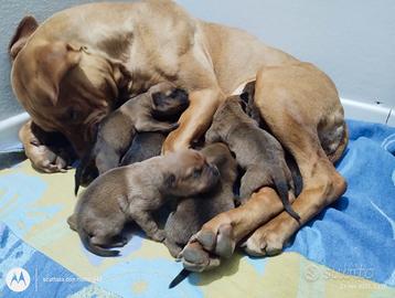 Cagnolini disponibili da gennaio