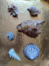 Set 6 Conchiglie da Collezione 