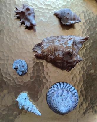 Set 6 Conchiglie da Collezione 