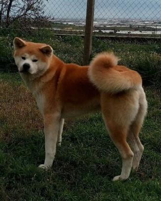 Akita inu maschio giovane