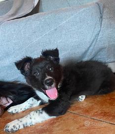 Cucciola border collie 