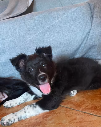 Cucciola border collie 