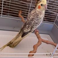 Pappagallo calopsita maschio 6mesiCON GABBIA