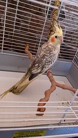 Pappagallo calopsita maschio 6mesiCON GABBIA