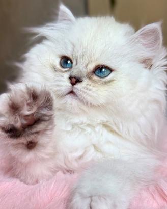 Gattini British/Scottish LongHair -Su Prenotazione