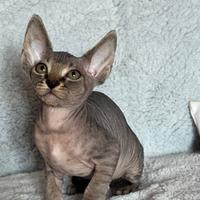 Splendidi cuccioli pura razza canadian sphynx