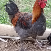Gallo Marans