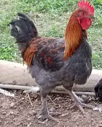 Gallo Marans