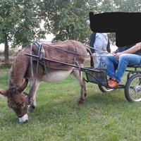 Calesse pony o asino