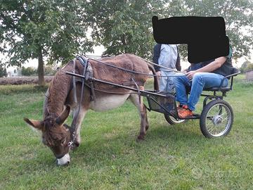 Calesse pony o asino