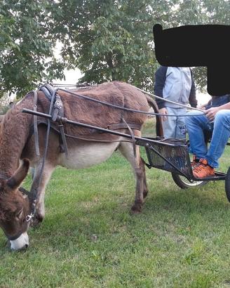 Calesse pony o asino