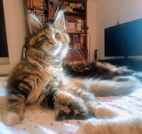 Gattina Maine Coon