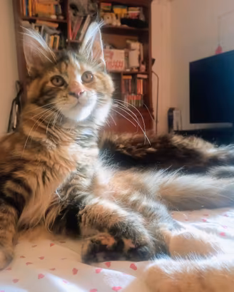 Gattina Maine Coon