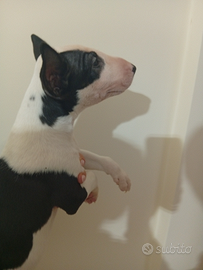 Cucciola di bull terrier