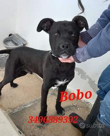 Cuccioli in adozione