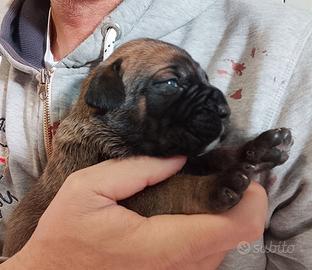 Cuccioli Cane Corso