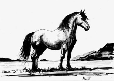 Illustrazione cavallo 