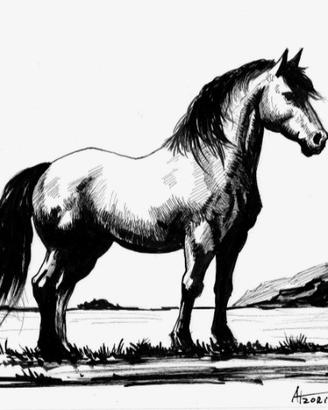 Illustrazione cavallo 