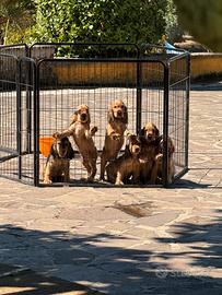 Cuccioli di cocker