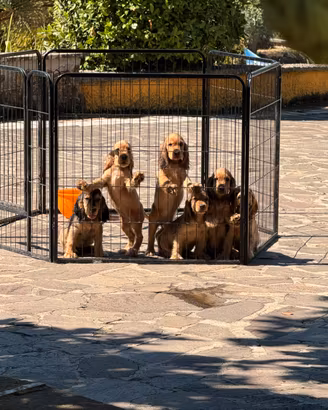 Cuccioli di cocker