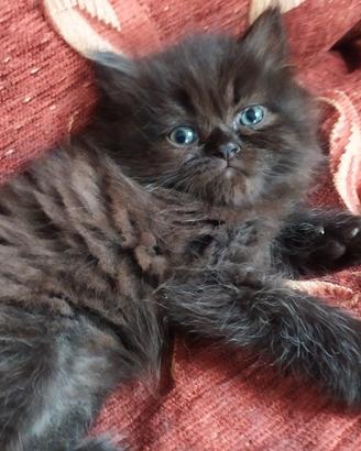 Cuccioli gatti persiani