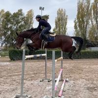 VENDUTA*Cavalla da salto infermabile 6 anni