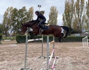VENDUTA*Cavalla da salto infermabile 6 anni