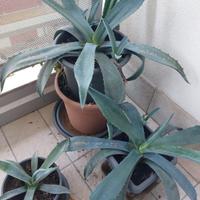 Piante di Agave Blu