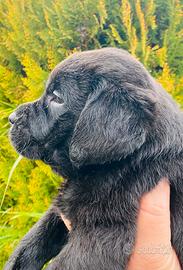Labrador femmina disponibile