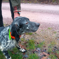 Cane setter inglese