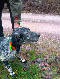 Cane setter inglese