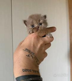 British baby