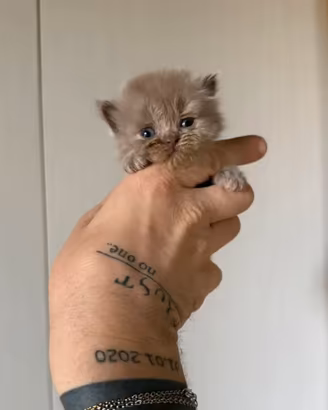 British baby