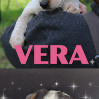 Cuccioli incantevoli