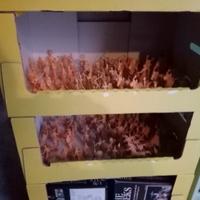 Soldatini Atlantic Mondo Antico