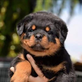Cuccioli rottweiler zona Eur
