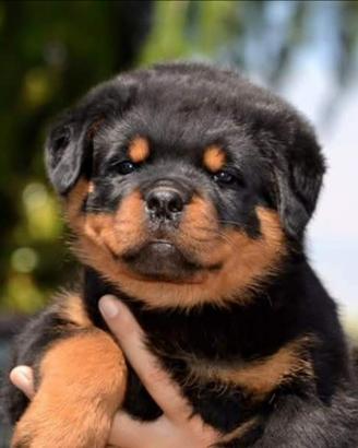 Cuccioli rottweiler zona Eur