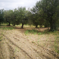 Uliveto pieno di sole